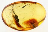 Detailed Fossil Daddy Long-Leg in Baltic Amber #272132-1